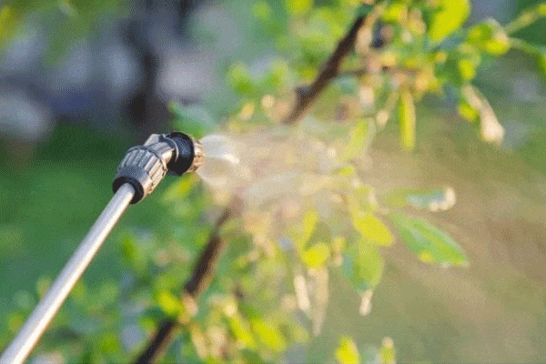 بهترین کود برای درختان میوه در تابستان